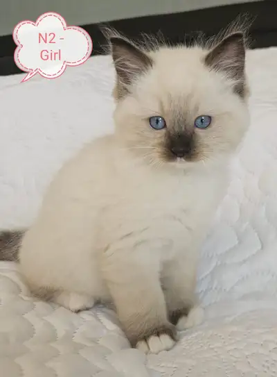 We are looking for a new home for our beautiful seal-point colour pattern Ragdoll kittens, born May...
