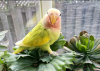 BABY LOVE BIRD AVAILABLE PETS KINGDOM