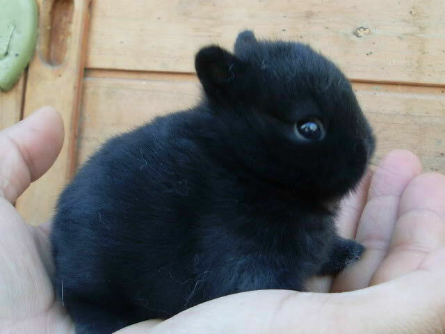 Bébés lapins & lapines Nain de Couleur  x Nain Néerlandais dans Petits animaux à adopter  à Ville de Montréal - Image 2