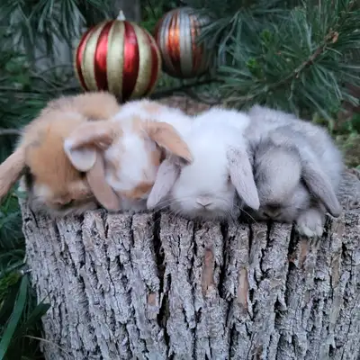 Delivery possible tomorrow. Call 514 779 6726. The most beautiful baby dwarf bunny rabbits are in Mo...