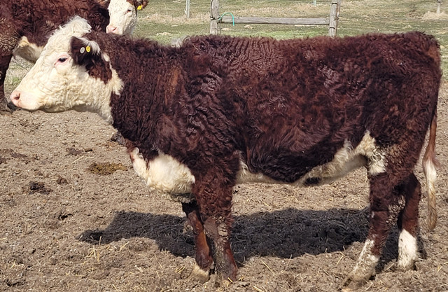 Registered Hereford 2yr old Females with calves in Livestock in Peterborough - Image 2