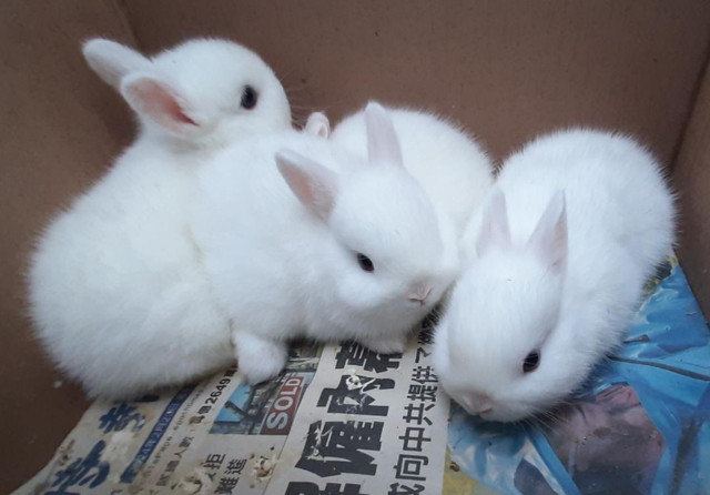 Good Featured BlueEye White Purebred Netherland Dwarf baby bunny in Small Animals for Rehoming in Peterborough - Image 2
