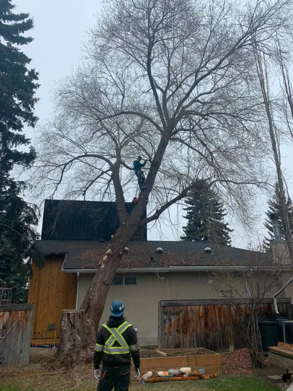 TREE REMOVAL AND CARE *Google Guaranteed Company62863227868546121