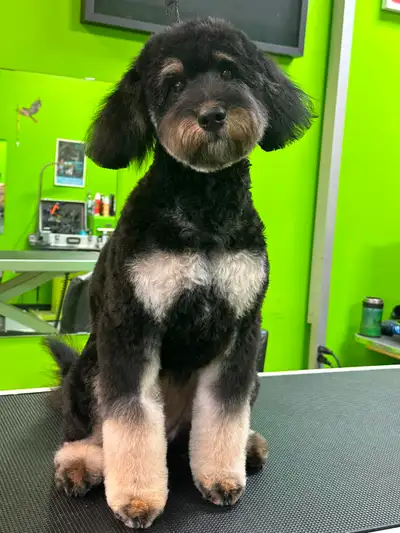 Weekend Dog or Cat Grooming! APPTS AVAILABLE, View more
