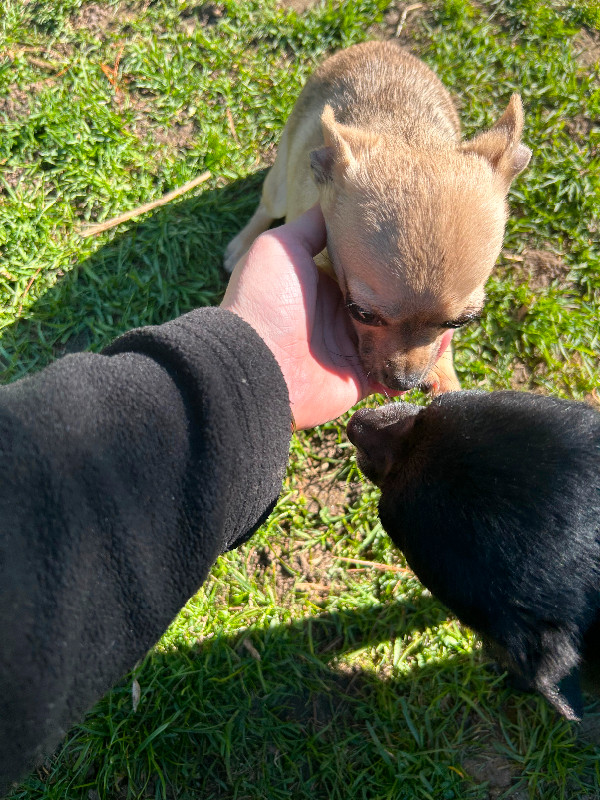 Full Breed Female Chihuahua in Dogs & Puppies for Rehoming in Belleville