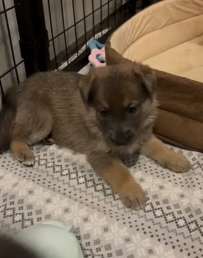 Sweet, Affectionate German Shepherd Puppies! Family focused ❤️, View more