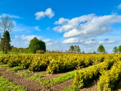WHITE CEDAR PRIVACY HEDGE TREES (3ft to 7ft — Fresh Dug & Ready Now) We have 2000+ healthy bareroot...