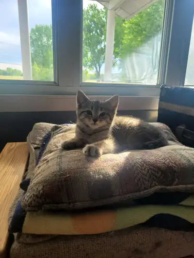 Chatte tigrées joueuse. Aucune livraison ni aucune réservation