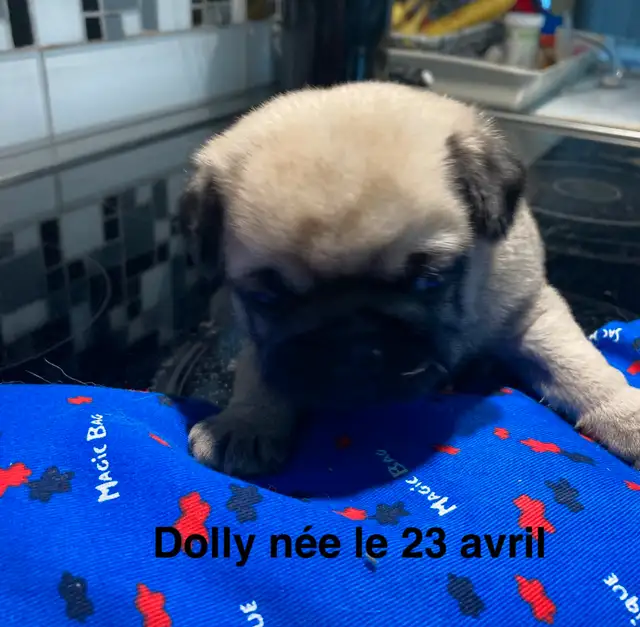 Pugs chiots in Dogs & Puppies for Rehoming in Saint-Jean-sur-Richelieu - Image 7