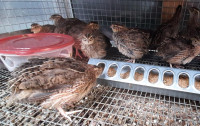 True Jumbo Brown Coturnix Quails/Egg/Feed/cage in Toronto near 4