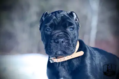 Presa Canario Puppies, View more