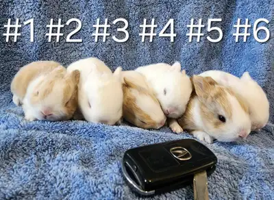 Good Featured Purebred Netherland Dwarf baby bunny rabbit, #Grea, View more