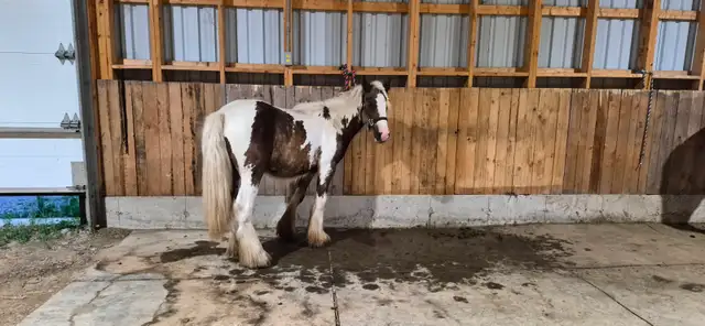 Twin Bridges Archie Yearling Gypsy Gelding in Horses & Ponies for Rehoming in Owen Sound - Image 4