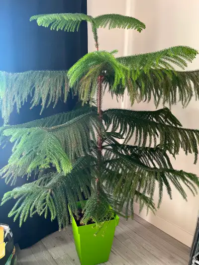 This Norfolk pine Tree is for indoor use only. It is about 4 feet wide and 5.5 feet tall. These are...