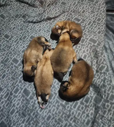 New born pure bred Pomeranian puppys for sale Avaiable are 3 males and 2 females ( 1st picks are the...