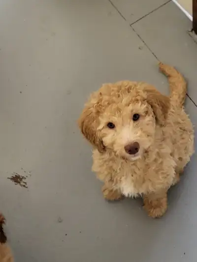 2 Adorable Mini Goldendoodle Puppies for sale