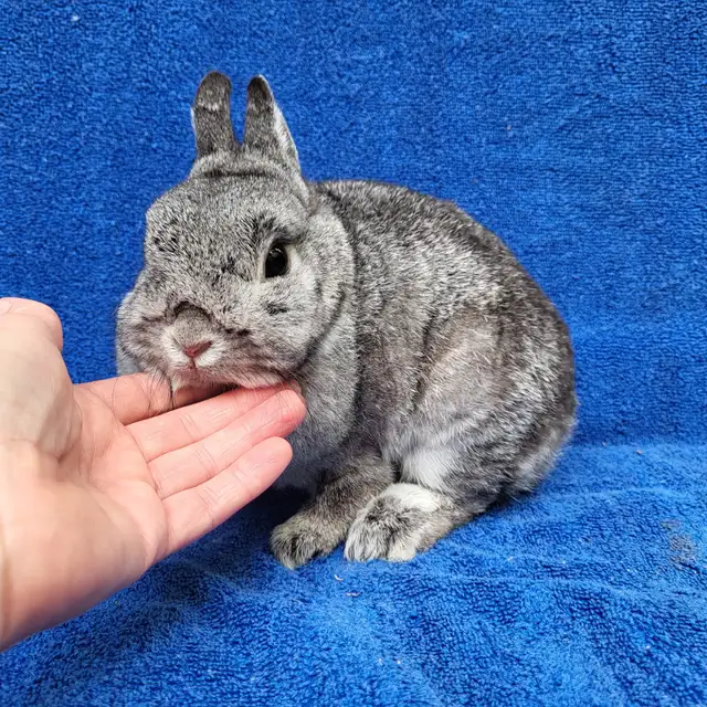 EXTRAORDINARY NETHERLAND DWARF,  HOLLAND LOP, LIONHEAD, MINI REX in Small Animals for Rehoming in City of Toronto - Image 3