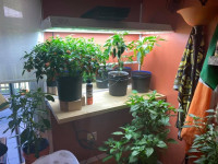 Indoor Grow Lights /  Shop Lights