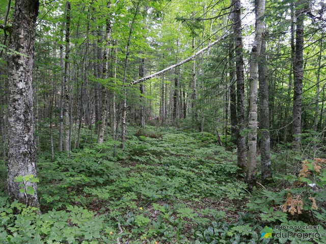 190 000$ - Terrain résidentiel à vendre à St-Alfred dans Terrains à vendre  à St-Georges-de-Beauce - Image 3