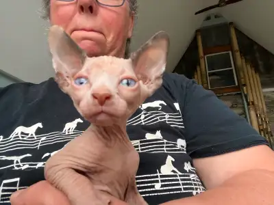 One kitten left in litter. Beautiful blue eyed thermal tortoiseshell sphynx kitten. She is spunky, a...