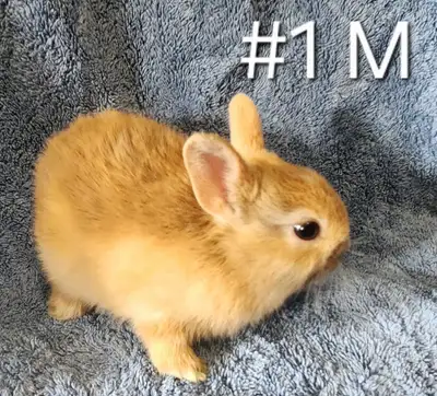 Good Featured Purebred Netherland Dwarf, Holland Lop, bunny rabb, View more
