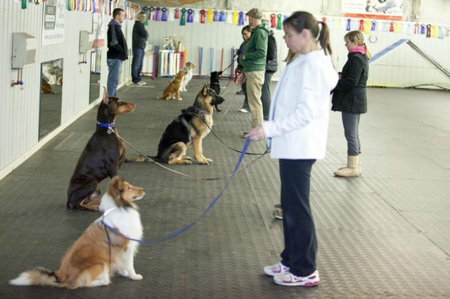 Dog Training Obedience, Agility, Private Lessons and Puppy Class in Animal & Pet Services in London