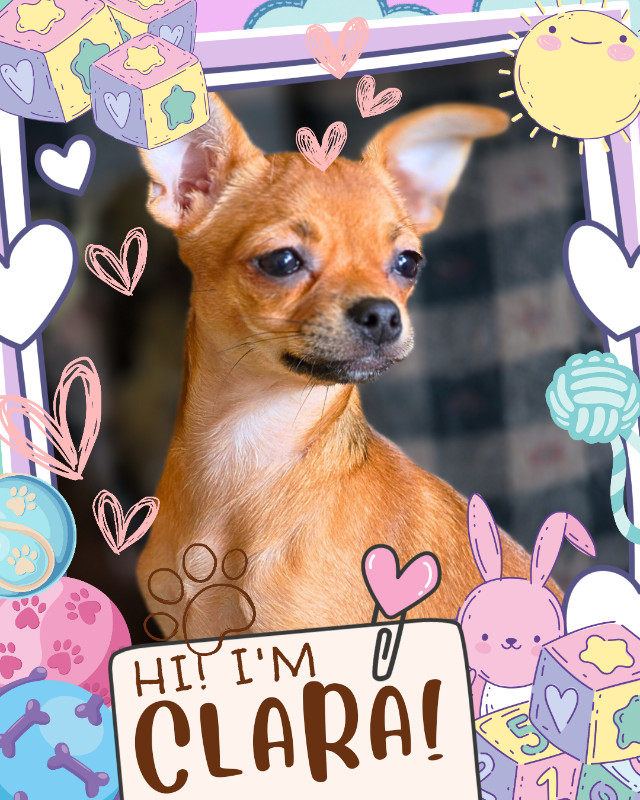 ❤️ Meet Clara! ❤️ Sweet Chihuahua Puppy Raised with love❤️ in Dogs & Puppies for Rehoming in Ottawa