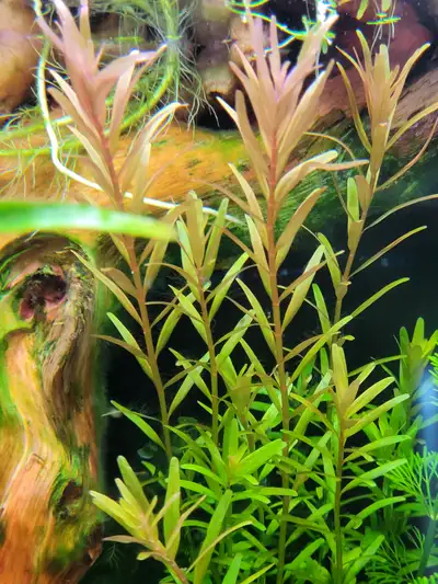 Plantes aquarium, Rotala indica, View more