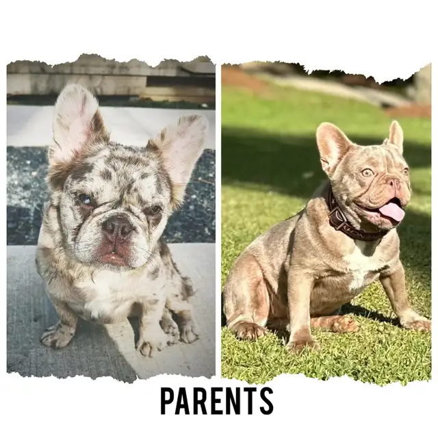 Micro Isabella Merle Gold French Bulldog female, carrying fluffy in Dogs & Puppies for Rehoming in City of Toronto - Image 5