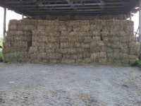 square bales of hay