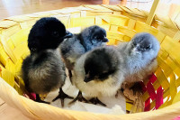 Day old chicks for sale