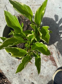 Hosta Plants Cornwall Ontario Preview