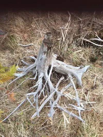 Driftwood root for flower bed garden landscaping design, View more