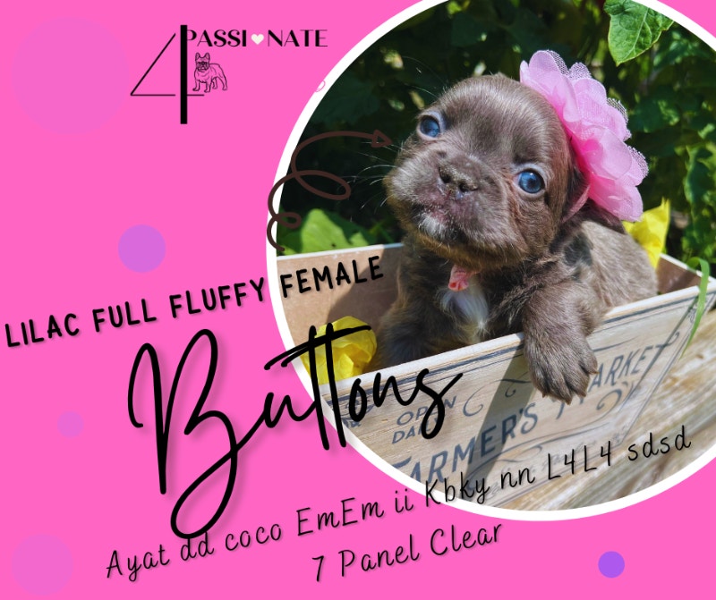 Stunning Full Fluffy and Carriers French Bulldogs Dogs & Puppies for