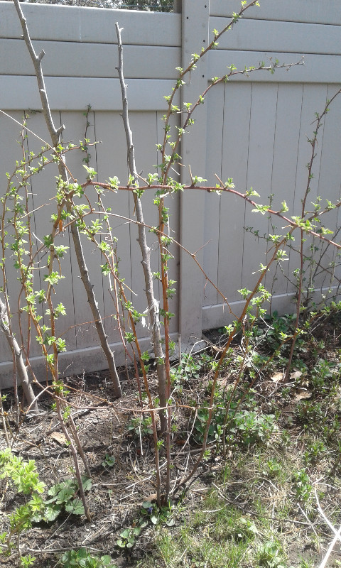 Raspberry for planting in Plants, Fertilizer & Soil in Ottawa - Image 3