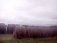 Old Hay