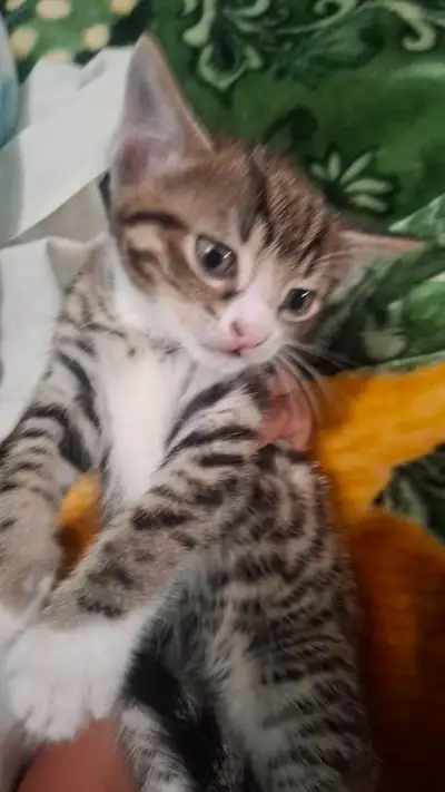 8 Weeks old Kittens for Sale, View more