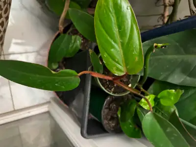 Indoor plant, View more