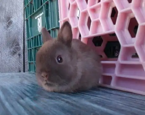 Bébés lapins & lapines Nain Polonais in Small Animals for Rehoming in Laurentides - Image 2