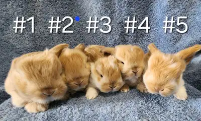 Top Featured Purebred Holland Lop, Netherland Dwarf, bunny rabbit baby, #Great for a gift for reliev...