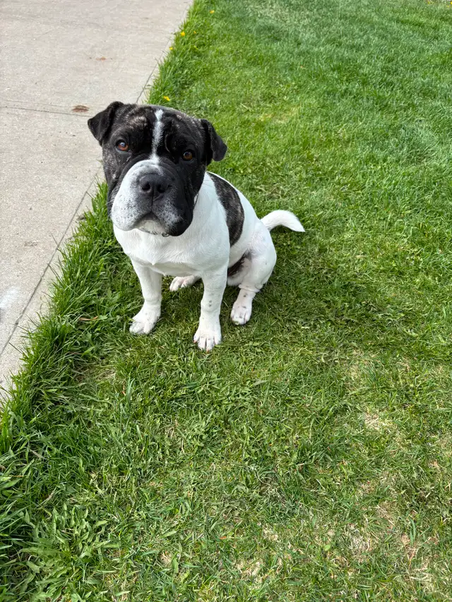 6 month old bulldog cross in Dogs & Puppies for Rehoming in Edmonton - Image 3