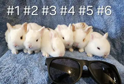 Good Featured Purebred Netherland Dwarf baby bunny rabbit, #Grea, View more