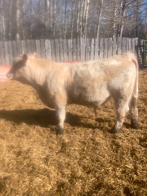 Charolais Bulls in Livestock in Edmonton - Image 4