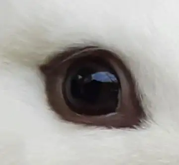 Top Featured Purebred Dwarf Hotot bunny rabbit, #Great for a gif, View more
