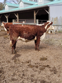 Registered Hereford 2yr old Females with calves