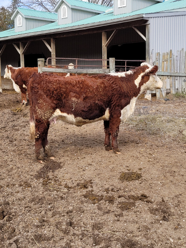 Registered Hereford 2yr old Females with calves in Livestock in Peterborough