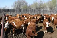 115 Commercial Simmental Replacement Heifers