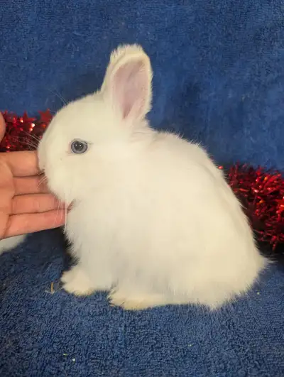 EXTRAORDINARY NETHERLAND DWARF & HOLLAND LOP BUNNY RABBITS, View more