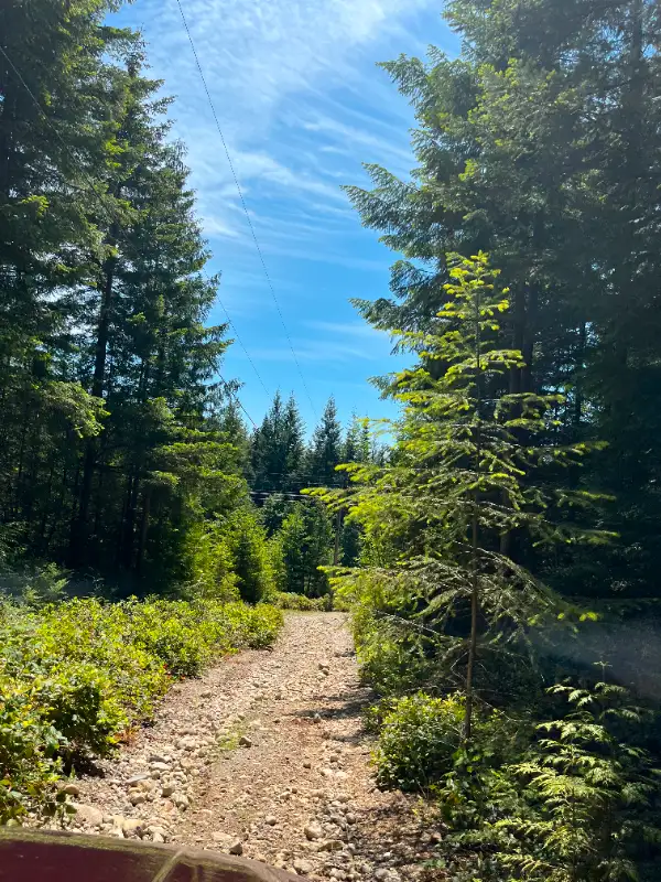 98 Acres of Managed Forest Land63009272009217124