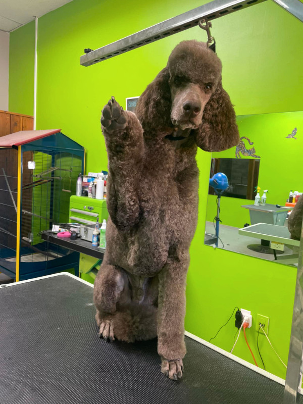 dog grooming in Animal & Pet Services in Calgary - Image 3